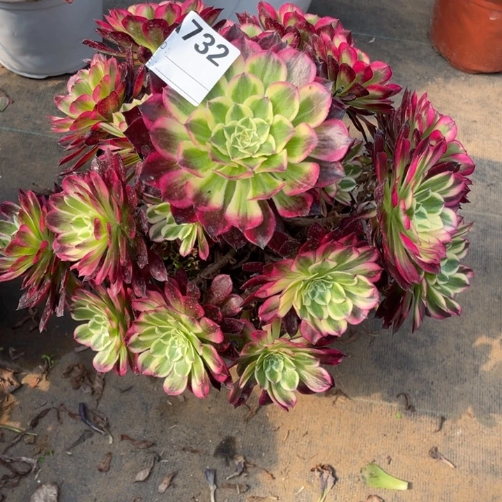 冬**阳多肉天合法师732