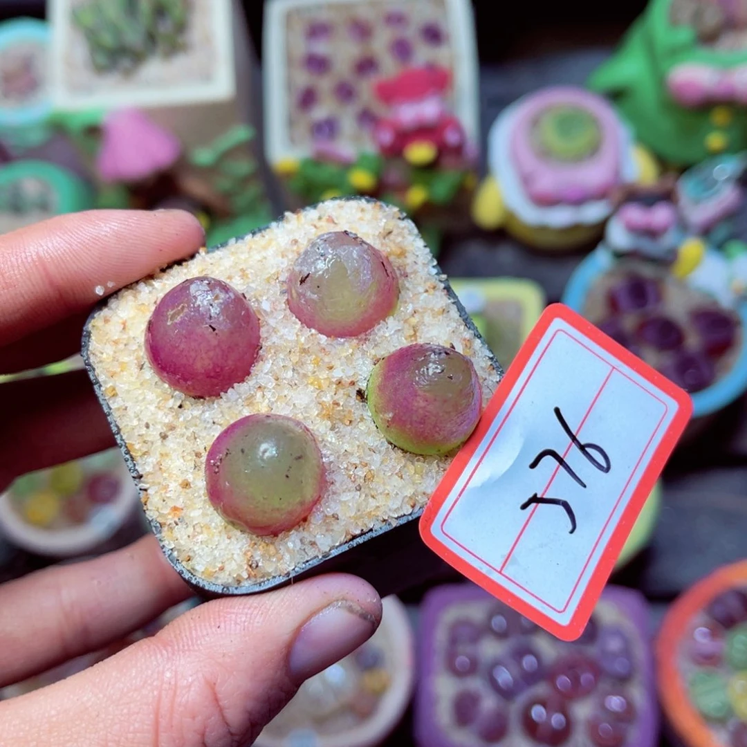 576生石花带盆发