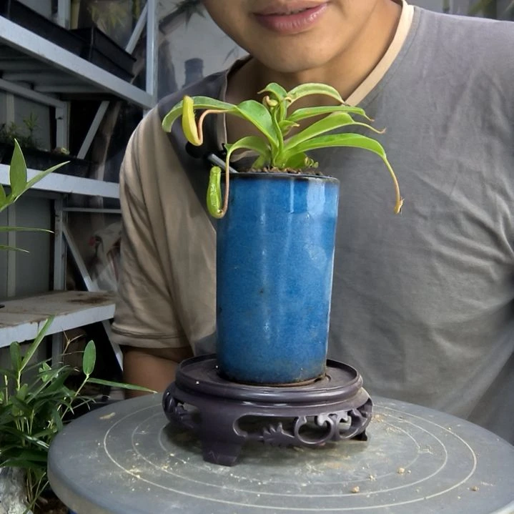 游*中青园艺一物一拍132