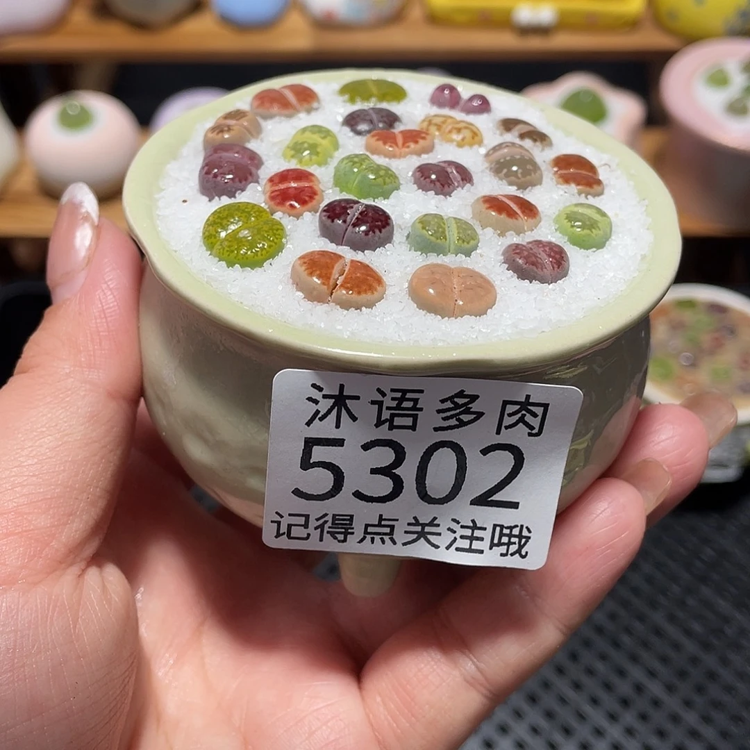 带盆土植物 一物一拍5302