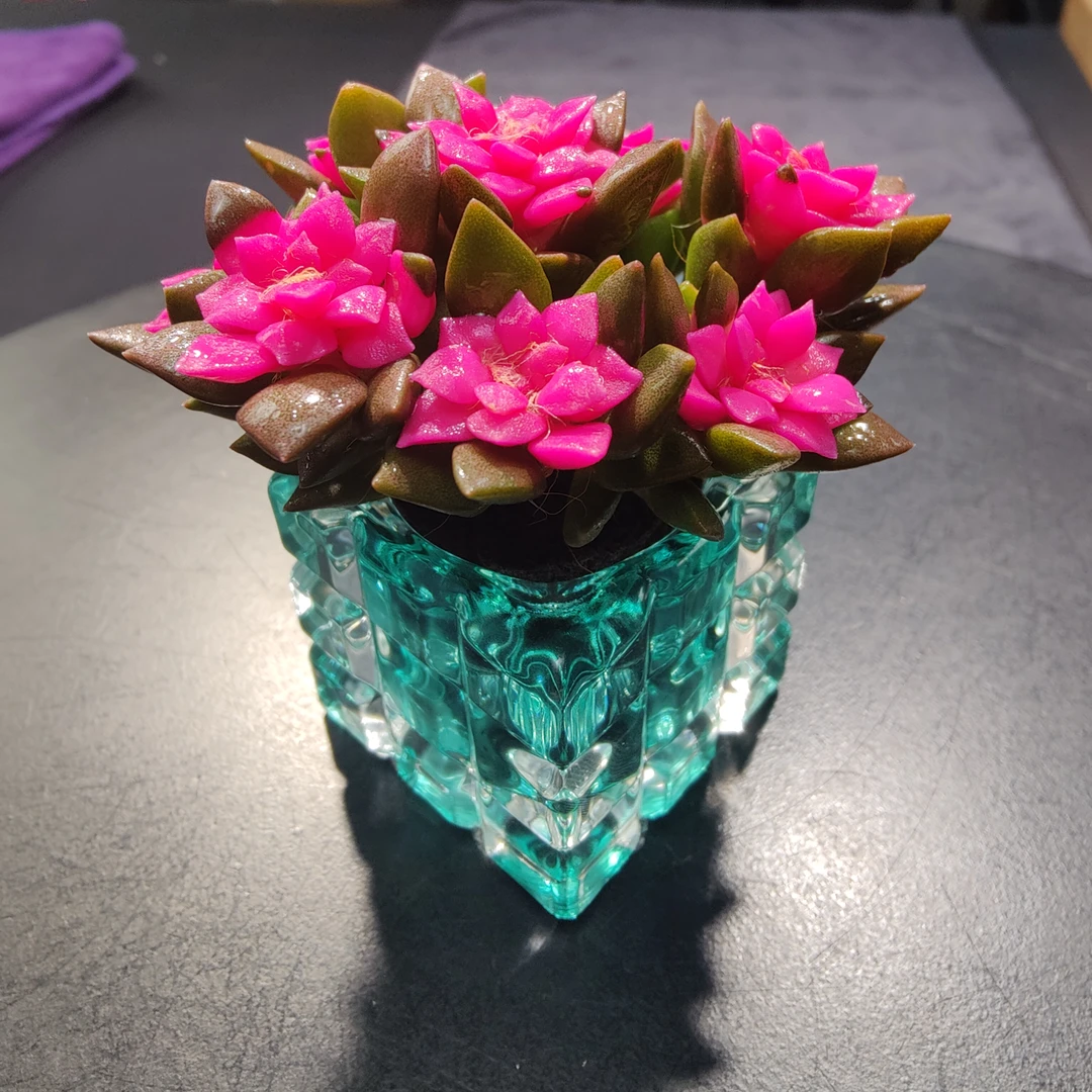 【①号】回欢草 吹雪SP（冠幅4-6cm起发/送蓝色果冻冰晶盆）