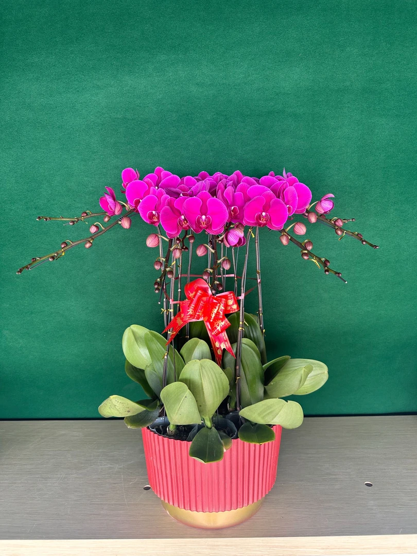 小年福利·年宵花蝴蝶兰 大花型 大辣椒