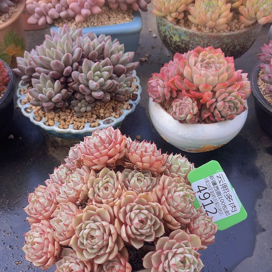 4912笨吧多肉植物