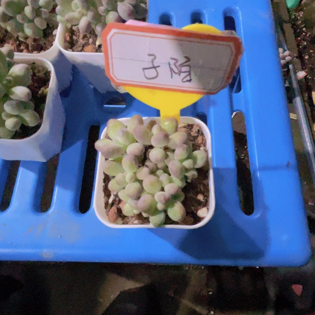子***陌苹果奶酪多肉植物