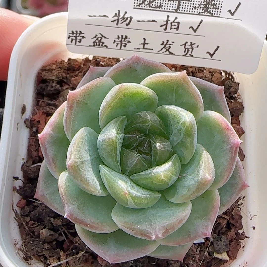 多肉0715-112无尽灯