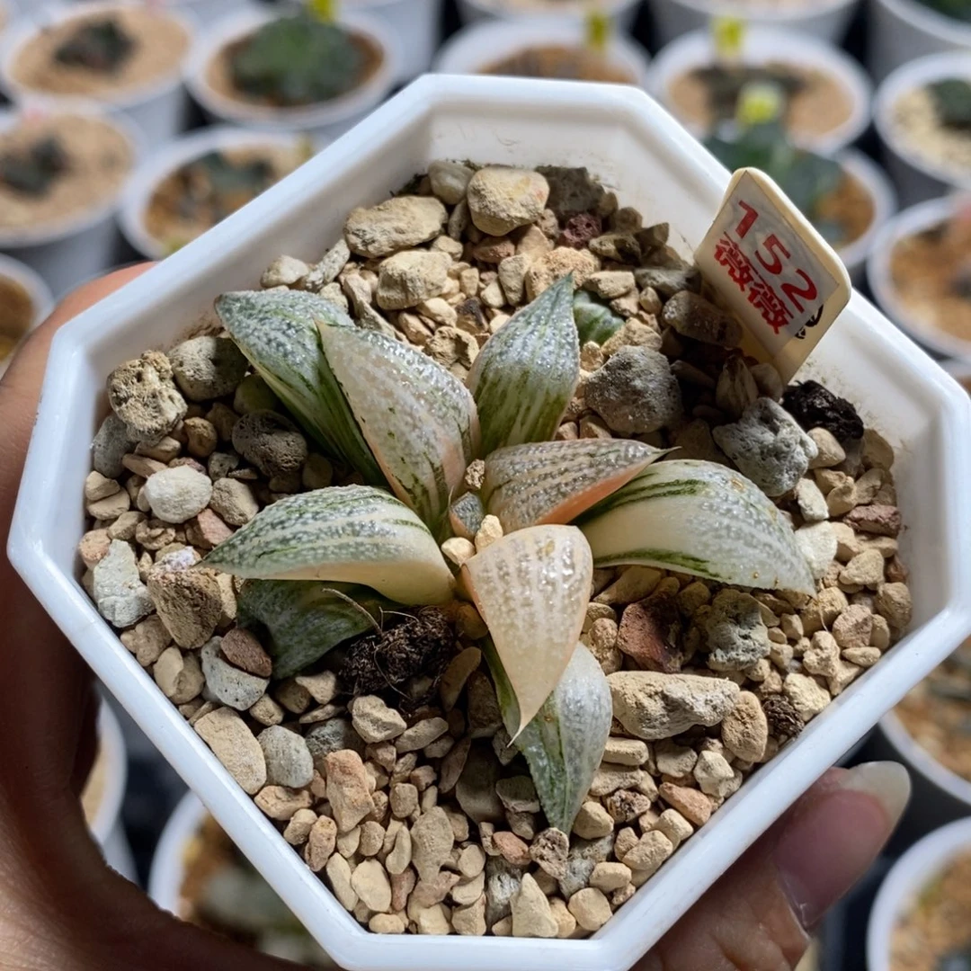 152青蟹十二卷多肉植物