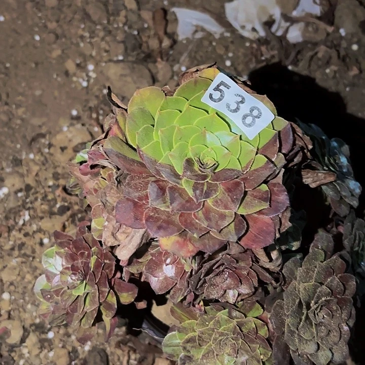 538瑕疵处理花月夜多肉植物
