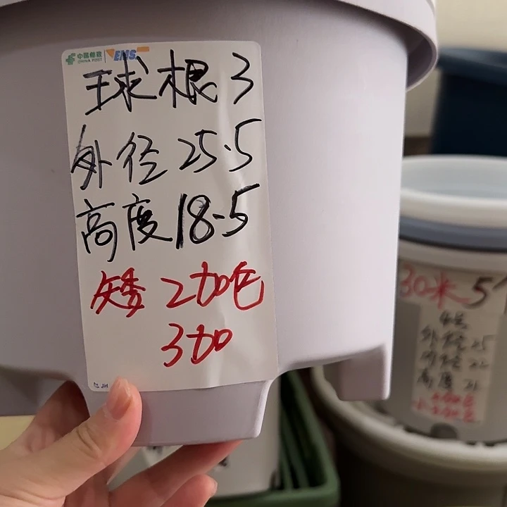 球根3号灰白无托8个口径25高18