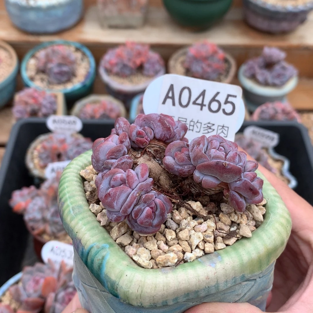 A0465 紫皮老桩 自然群 7cm