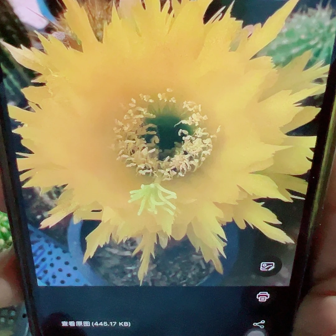 毛花柱 ts111 侧芽 满20包邮