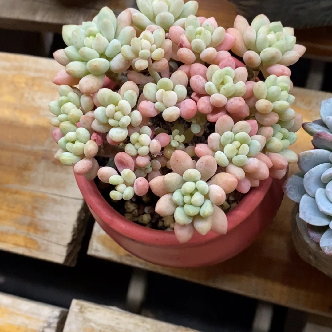 精品多肉一物一拍不包整361