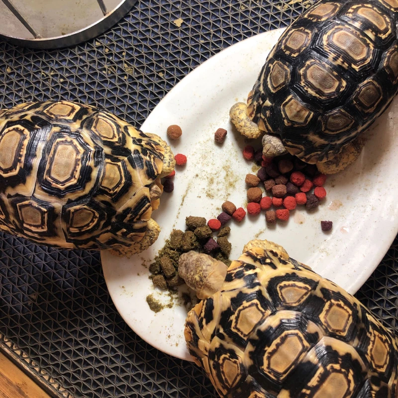 中华外塘墨龟饲料颗粒