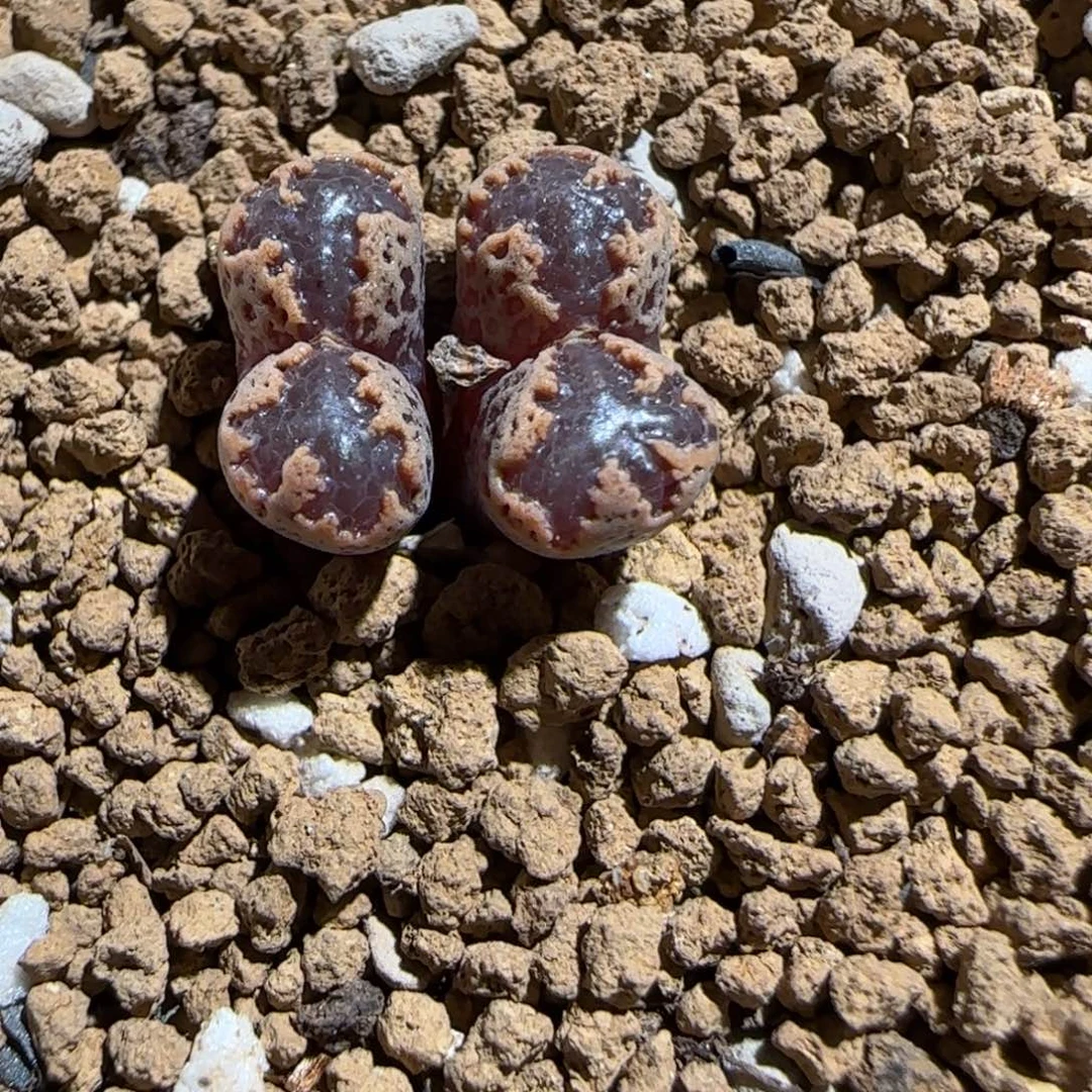 肉锥多肉植物组合-3km勋章1242