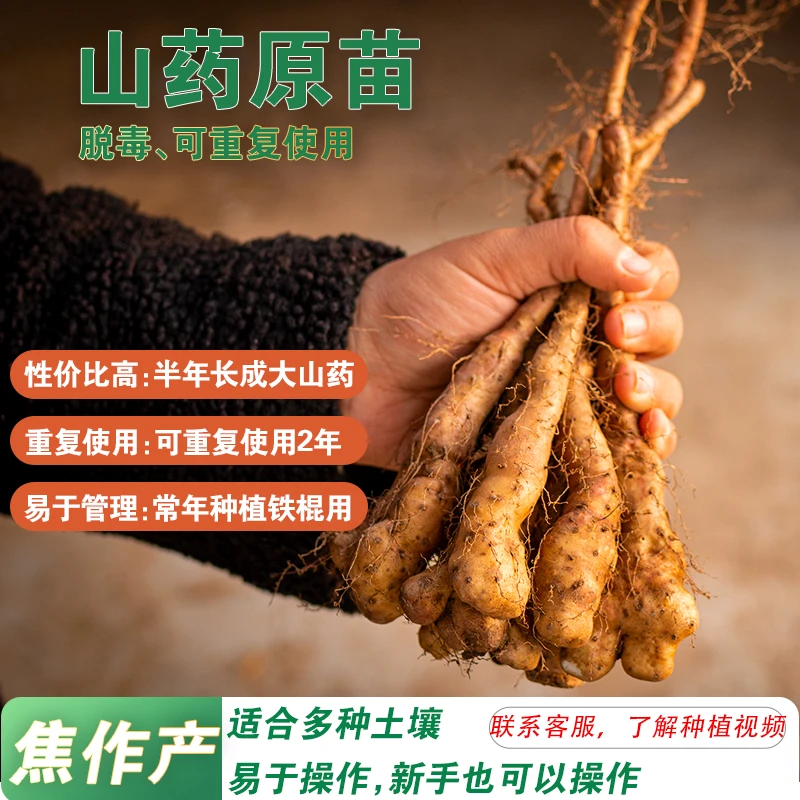 正宗河南焦作温县垆土脱毒铁棍山药豆种子种植用淮怀小山药原种