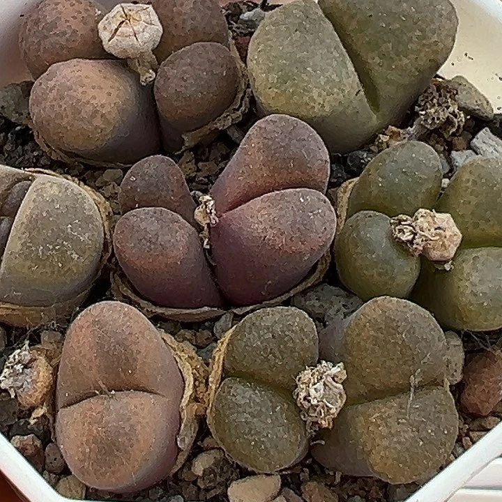 505号特价风铃一盒多肉植物