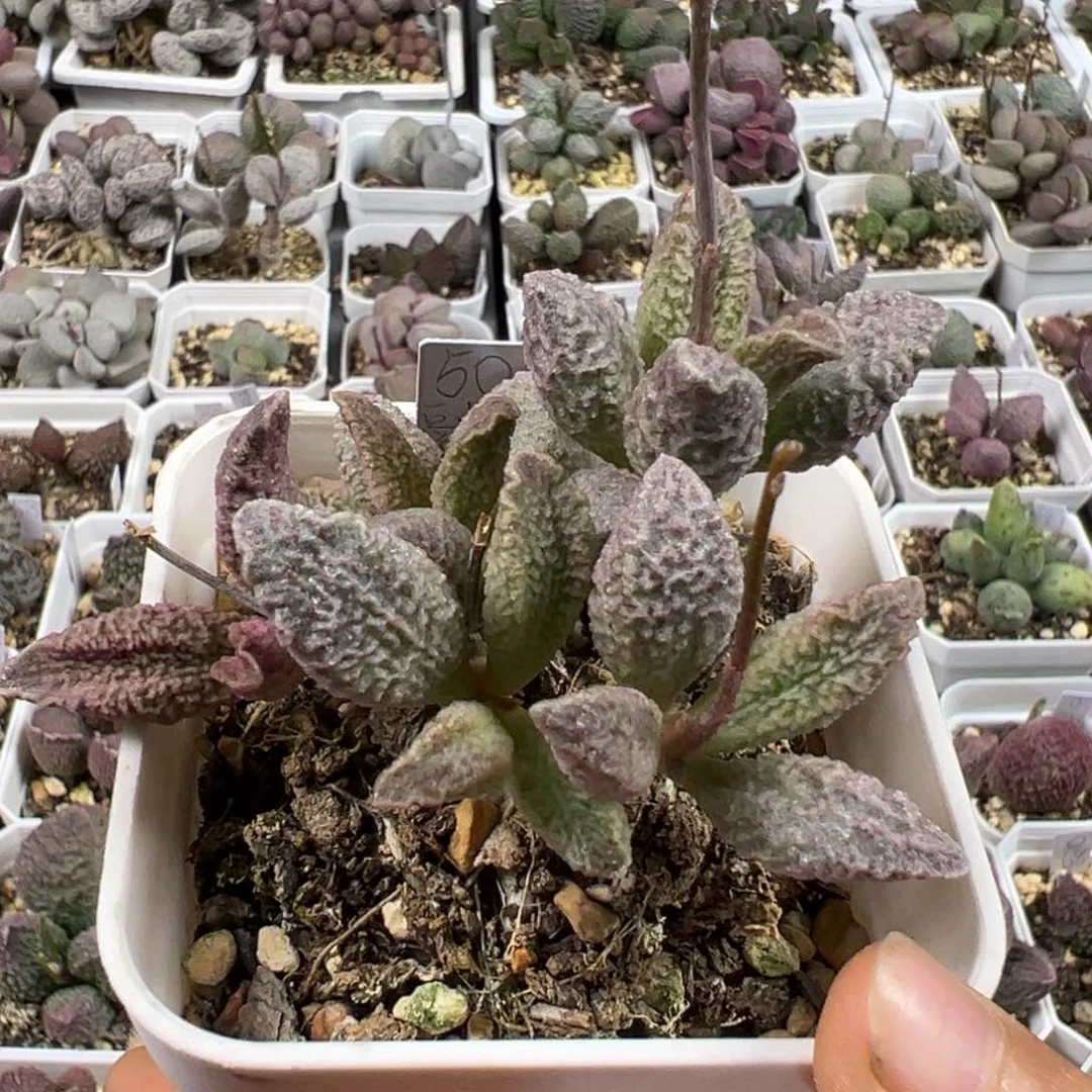 纯木质桩融化纹猪肝