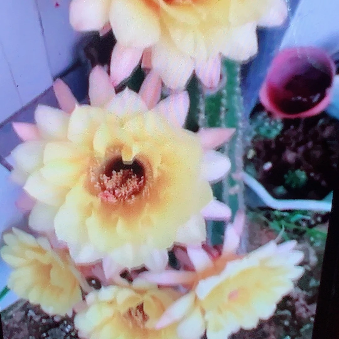 彩草 黄秀 侧芽满20包邮