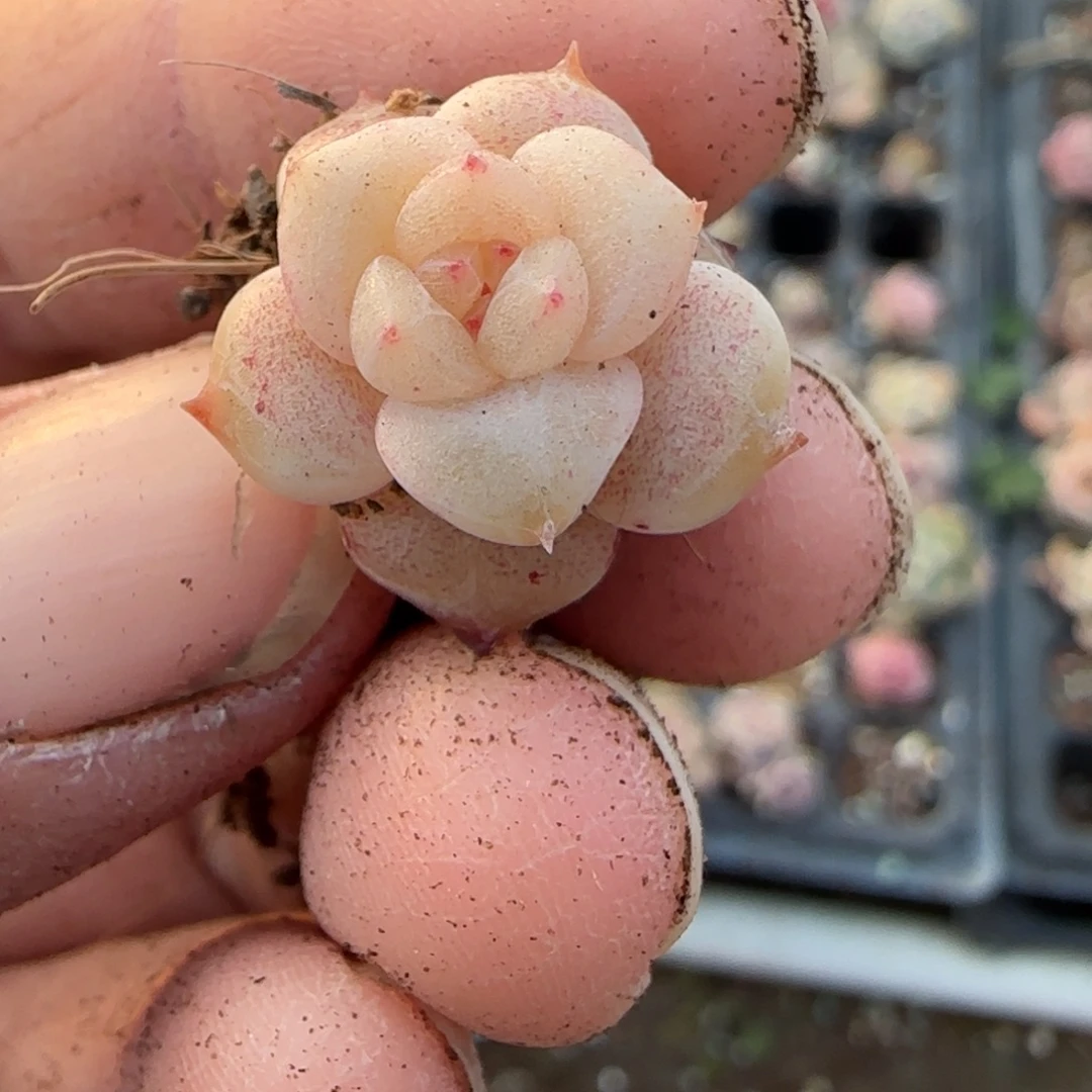 多肉小卡拉米糖心一物一拍