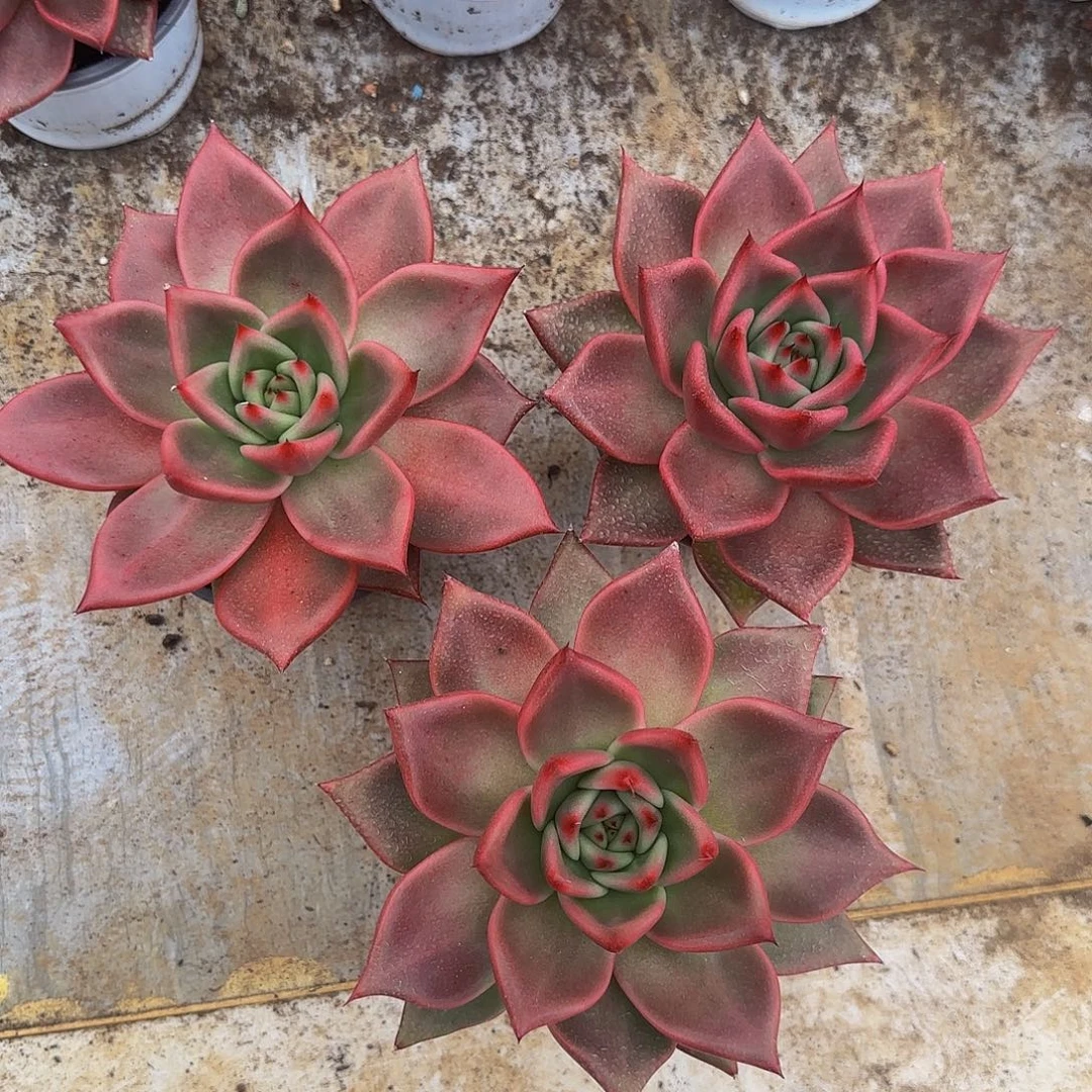 泡菜国东云单头两颗 量拍