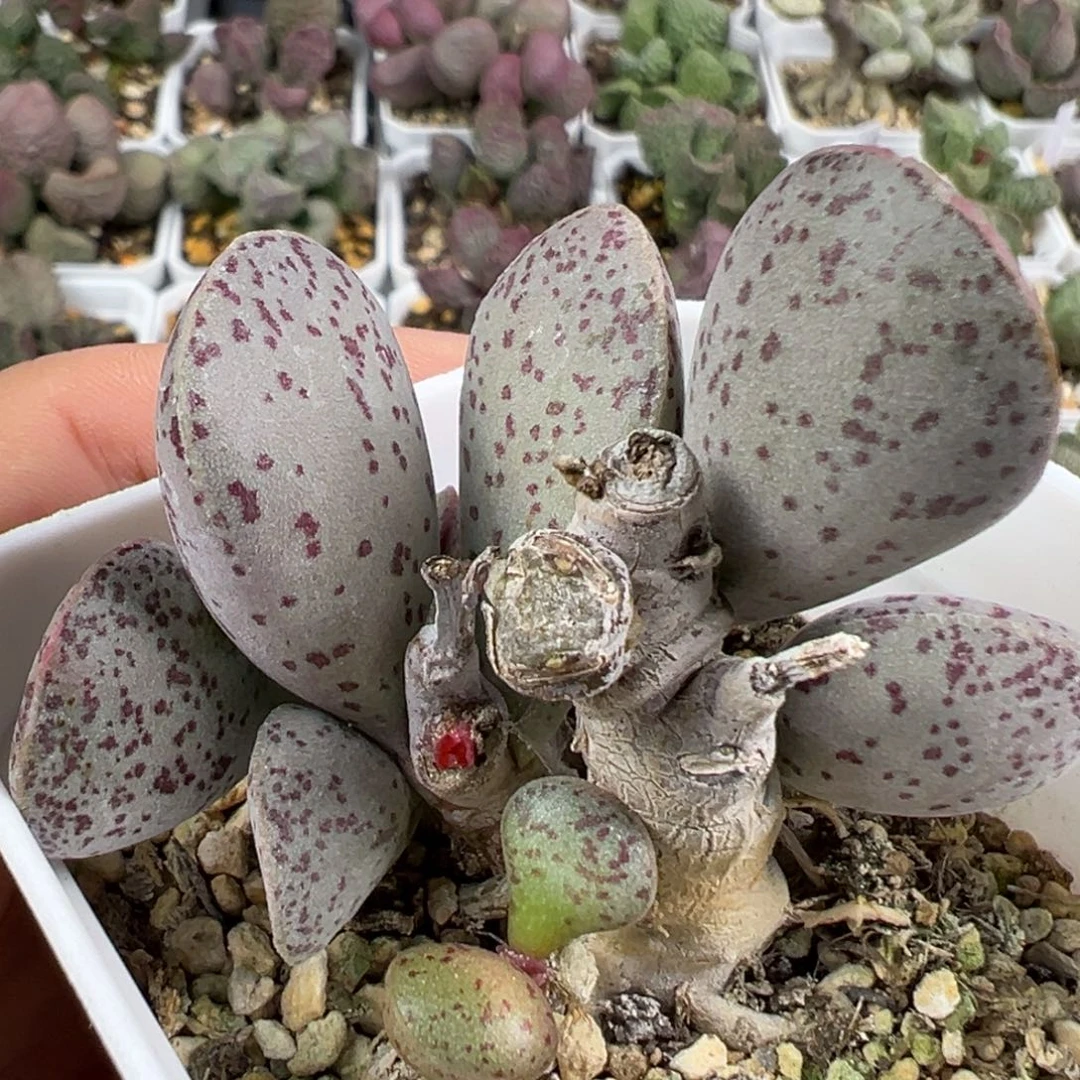 w纯木质桩红点粉蛋多肉植物