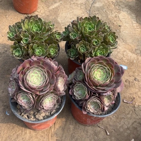 471多肉植物组合