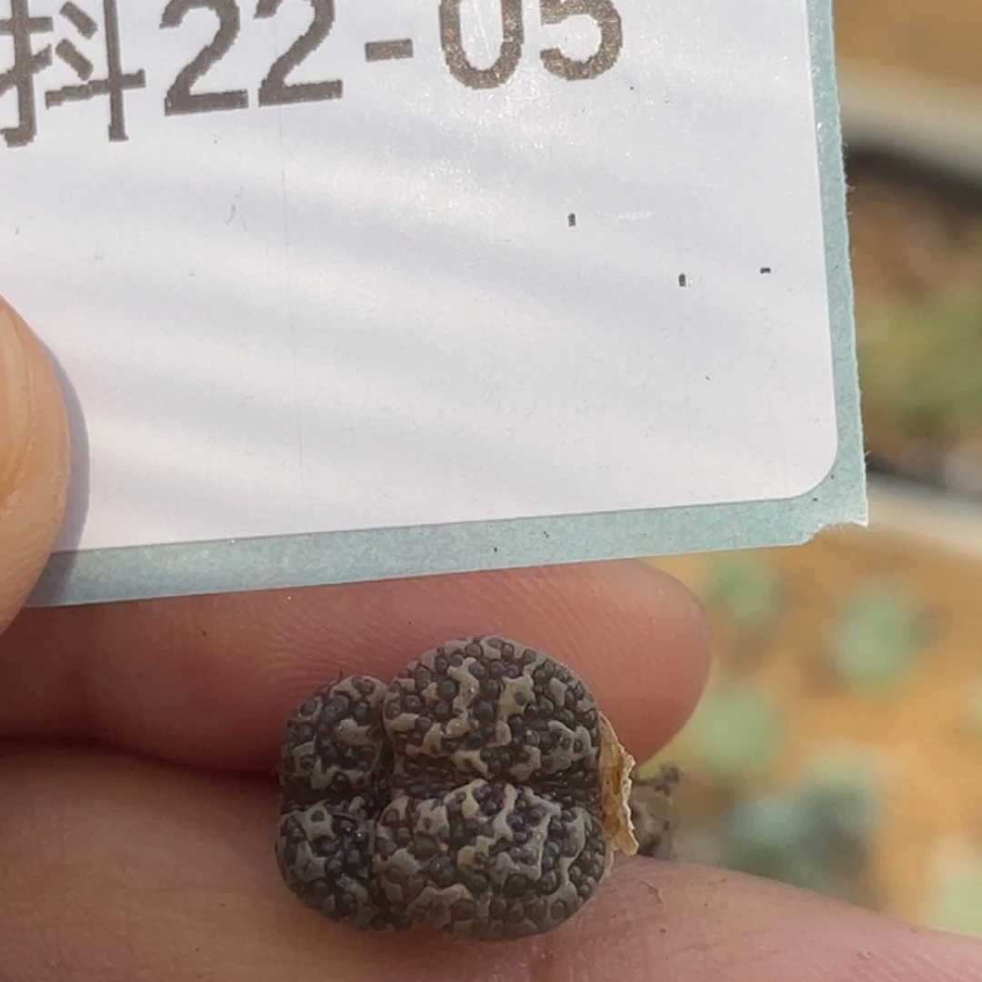 22-5泡泡勋章多肉植物