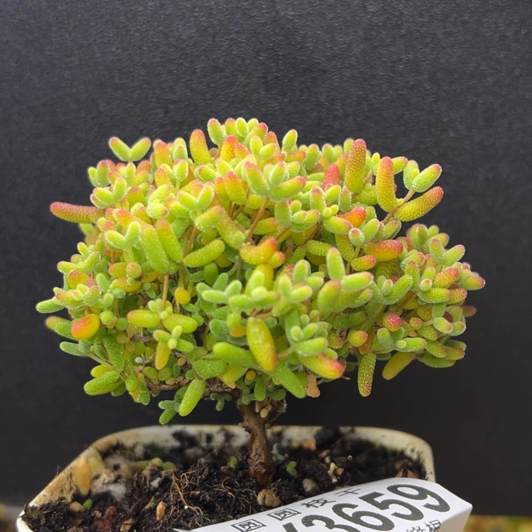 dy3659直杆双叉蜜橘糖球冠幅6.5cm