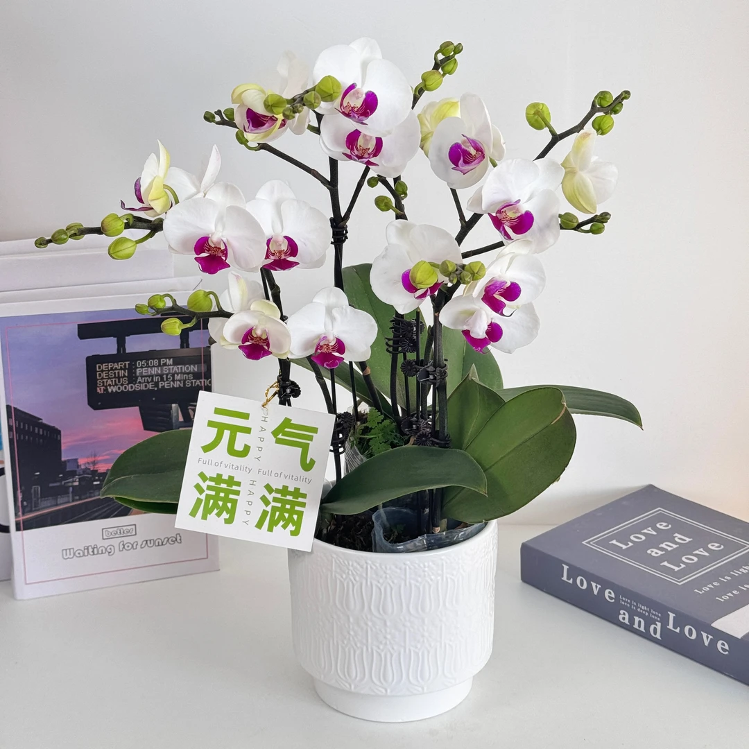 妗画【雪玉】组盆室内蝴蝶兰花盆栽开花株 四季好养护绿植叶片