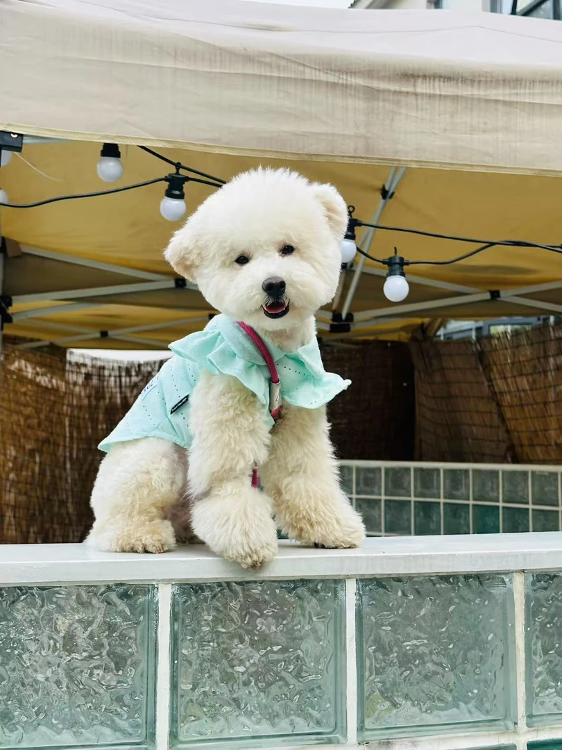 狗狗春夏衣服新款可爱舒适小型犬猫咪服饰风格清新