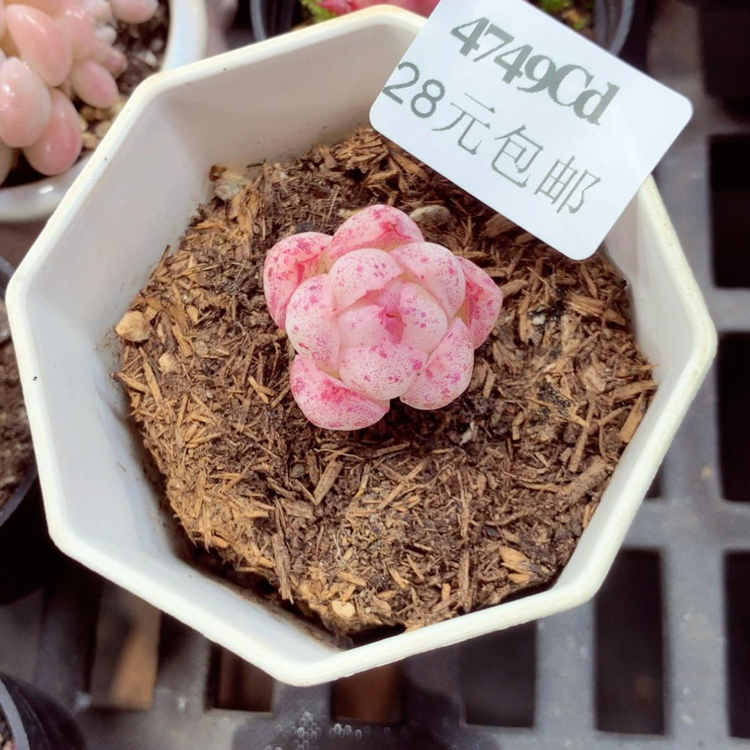 5厘米盆精控多肉4749