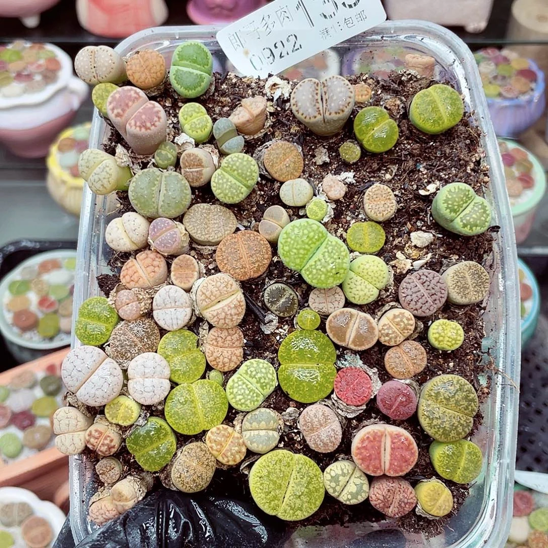 生石花满18包邮0922-133