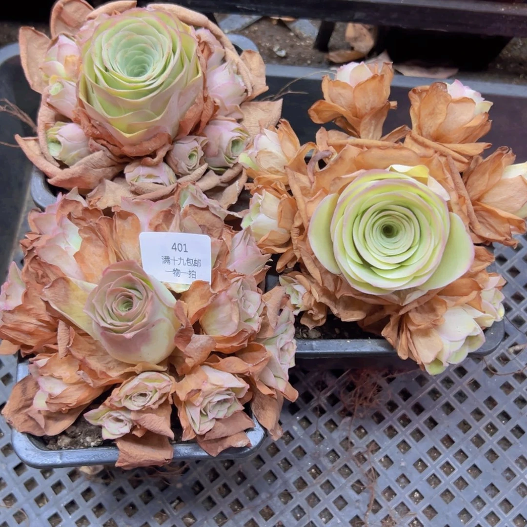 401 裸根不带土无售后