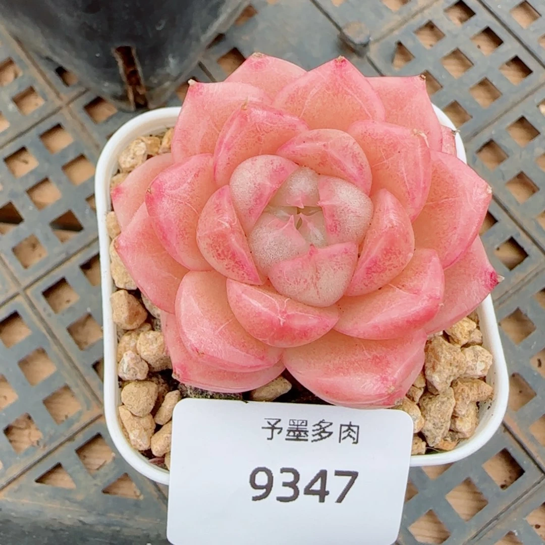 麦秆，9347多肉植物