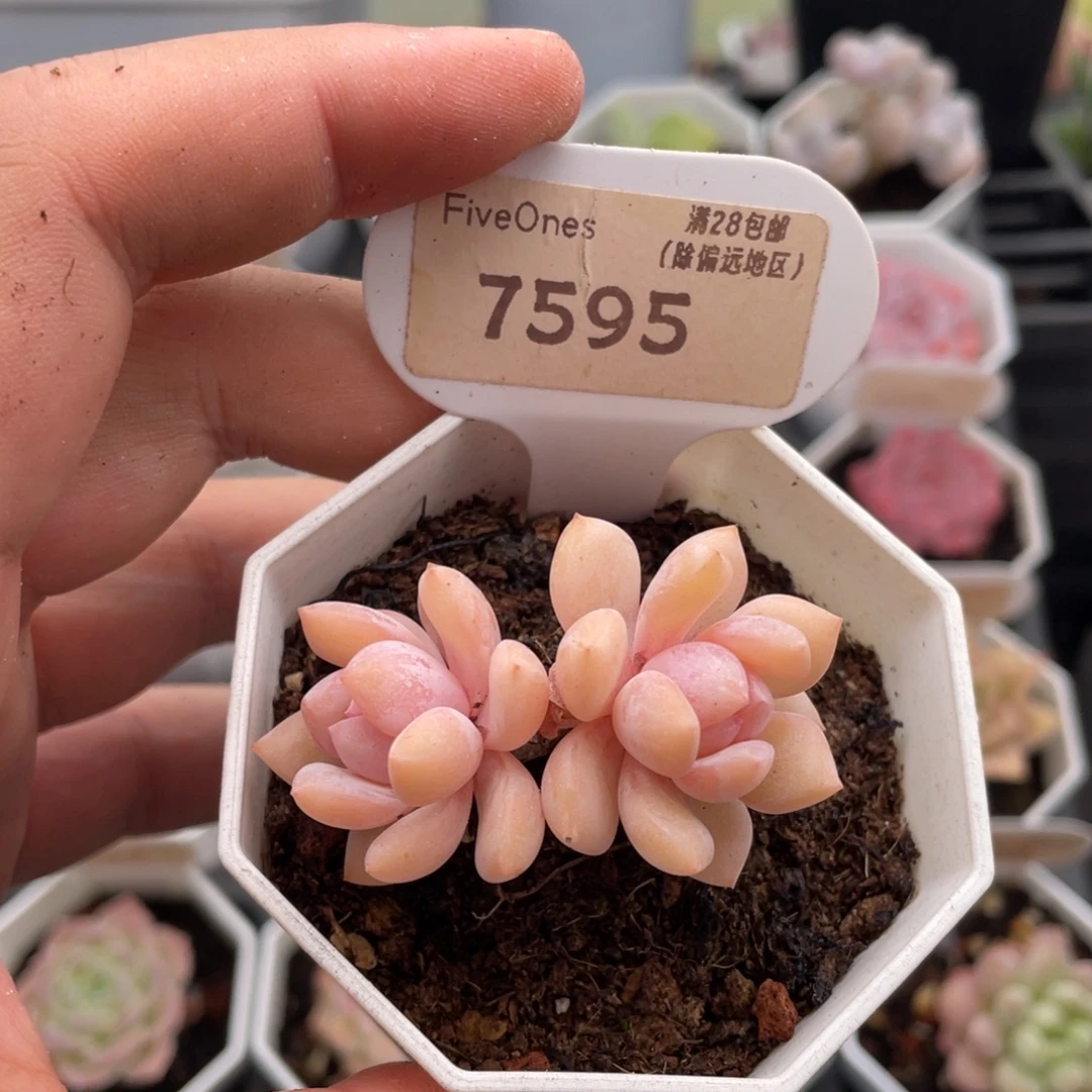 梦之蓝7595-5厘米