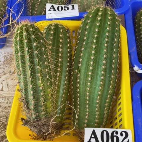 种子苗毛花柱a 062