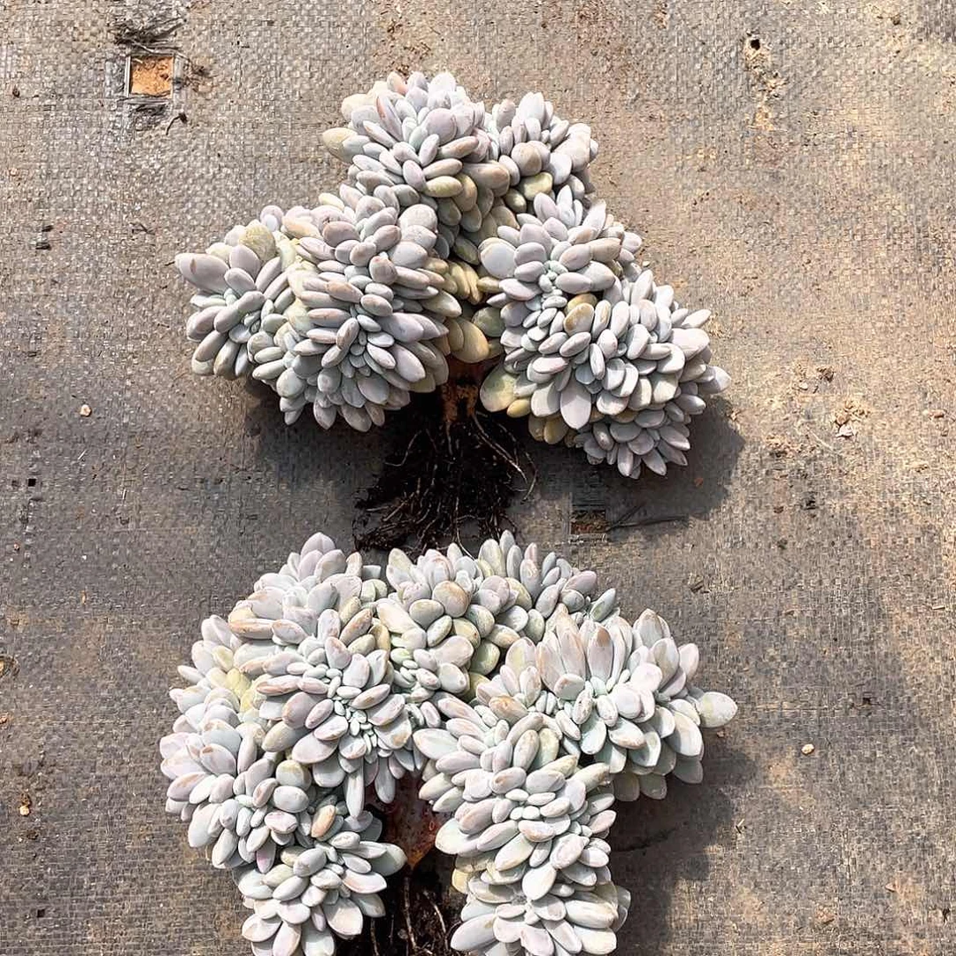?****?多肉植物多肉植物