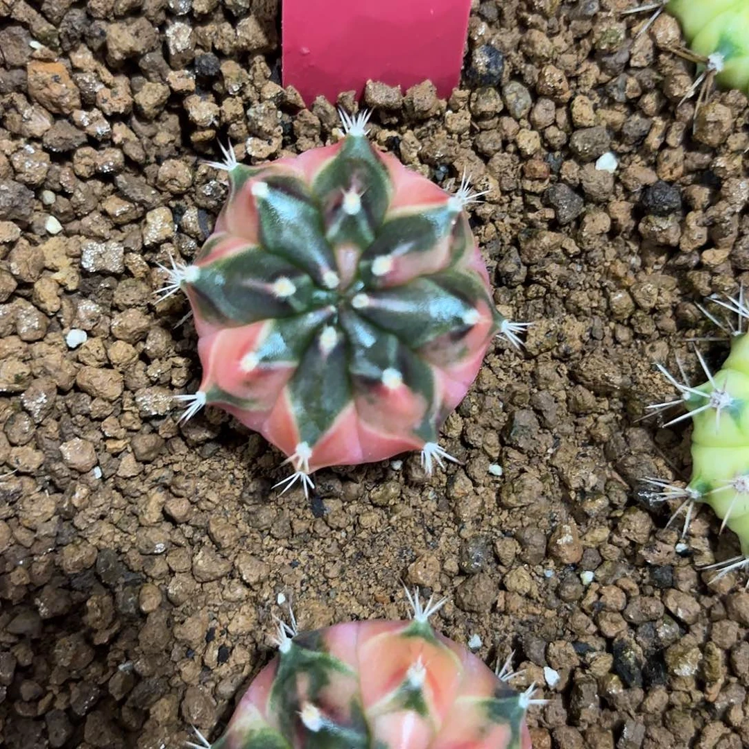 254-1027泰国发货多肉