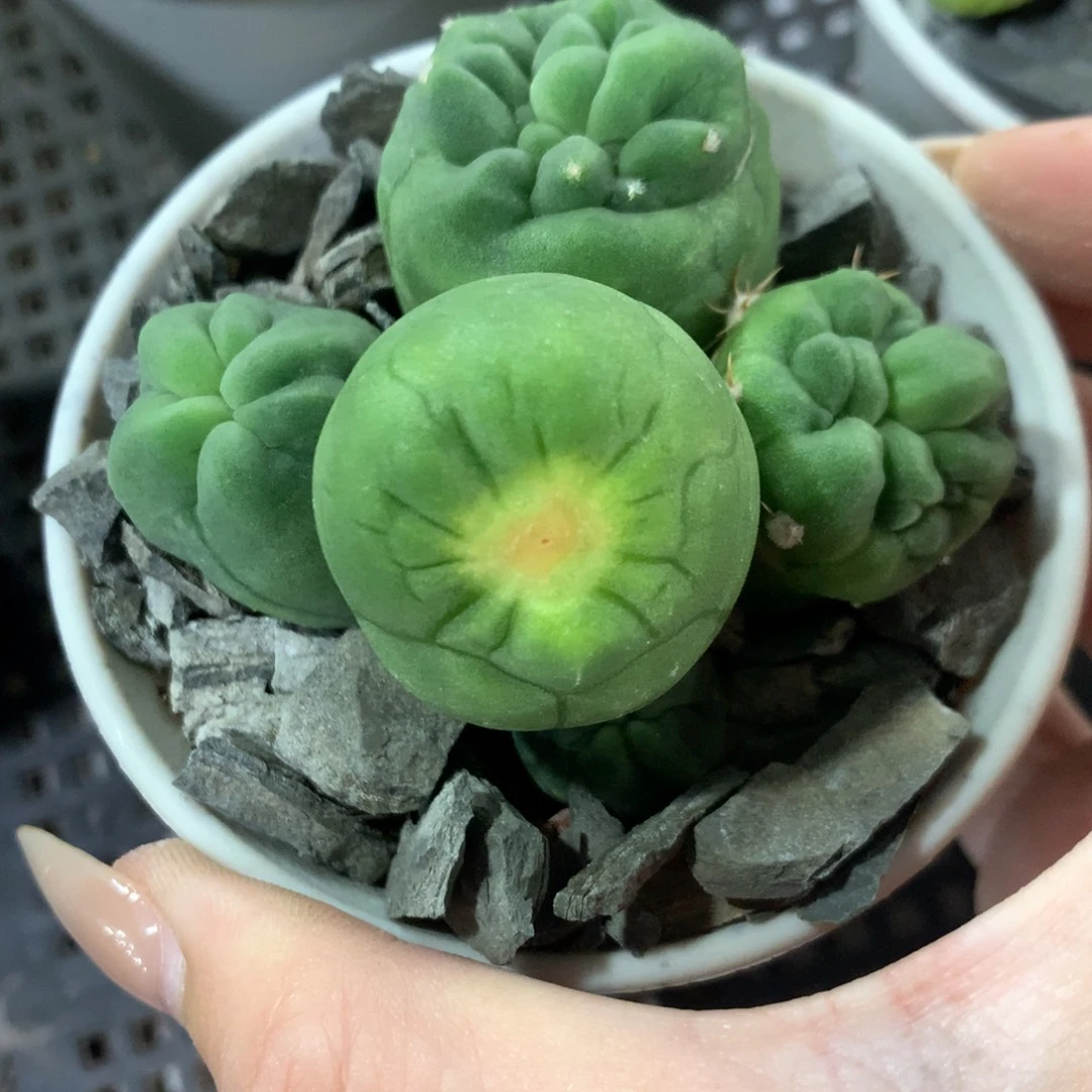 短毛丸石化缀实生