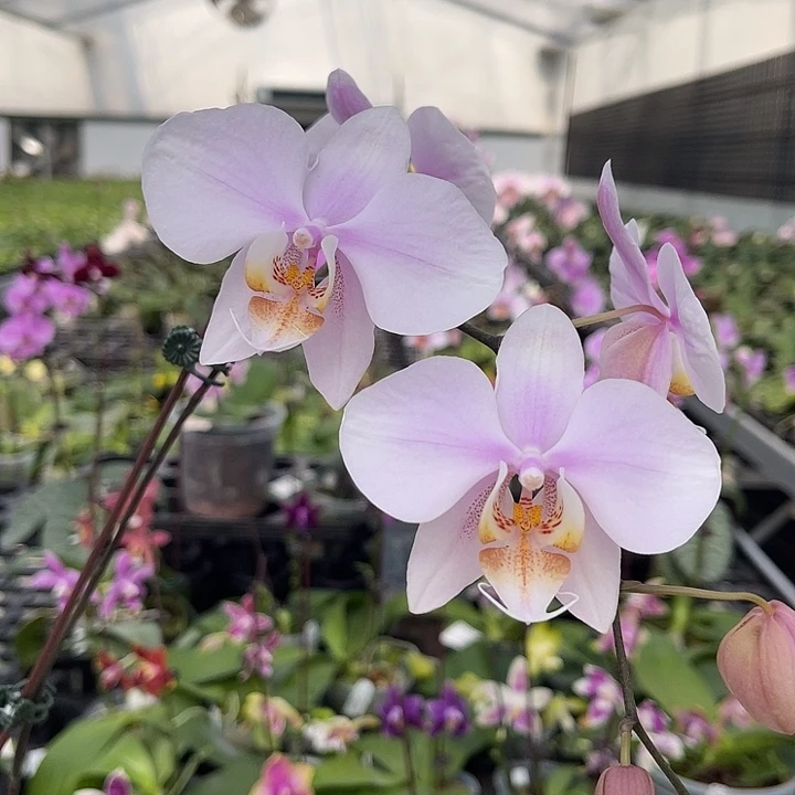 当前无花栽培后可以开花jg2316 733