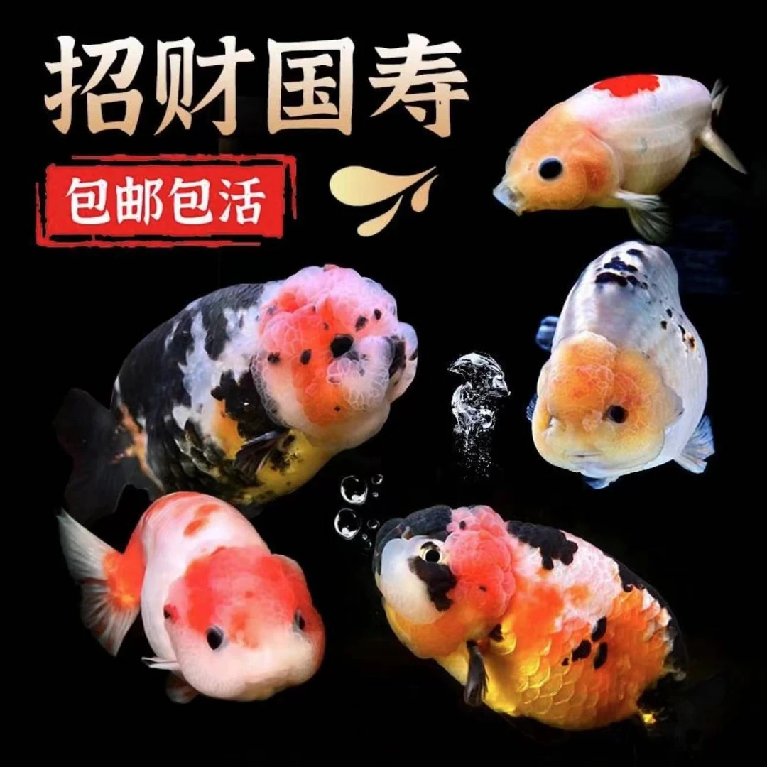 【2】精品金鱼观赏鱼6-8公分