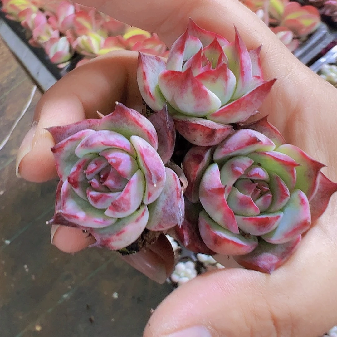 宽叶惊鸿苗5个19包邮