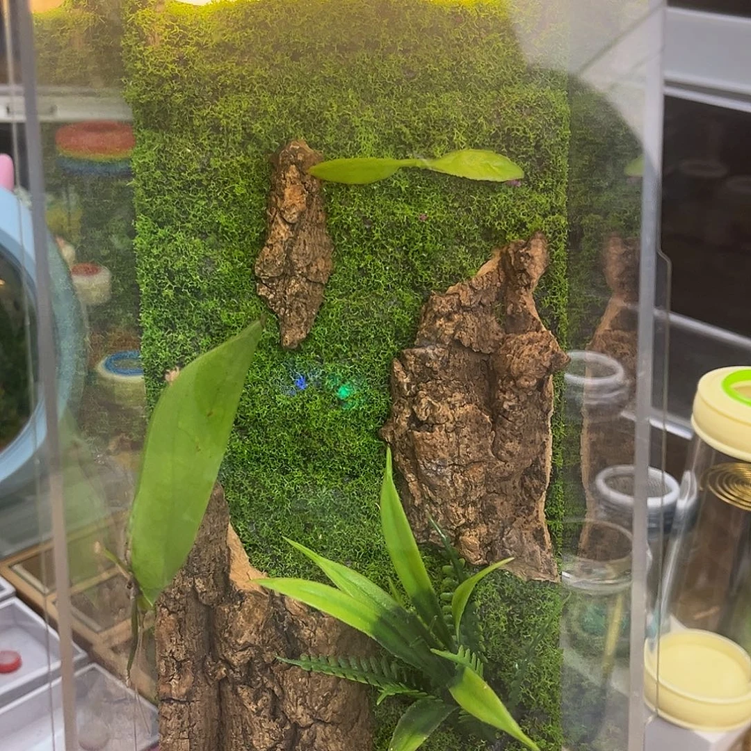 实木插电生态箱➕海南素贝