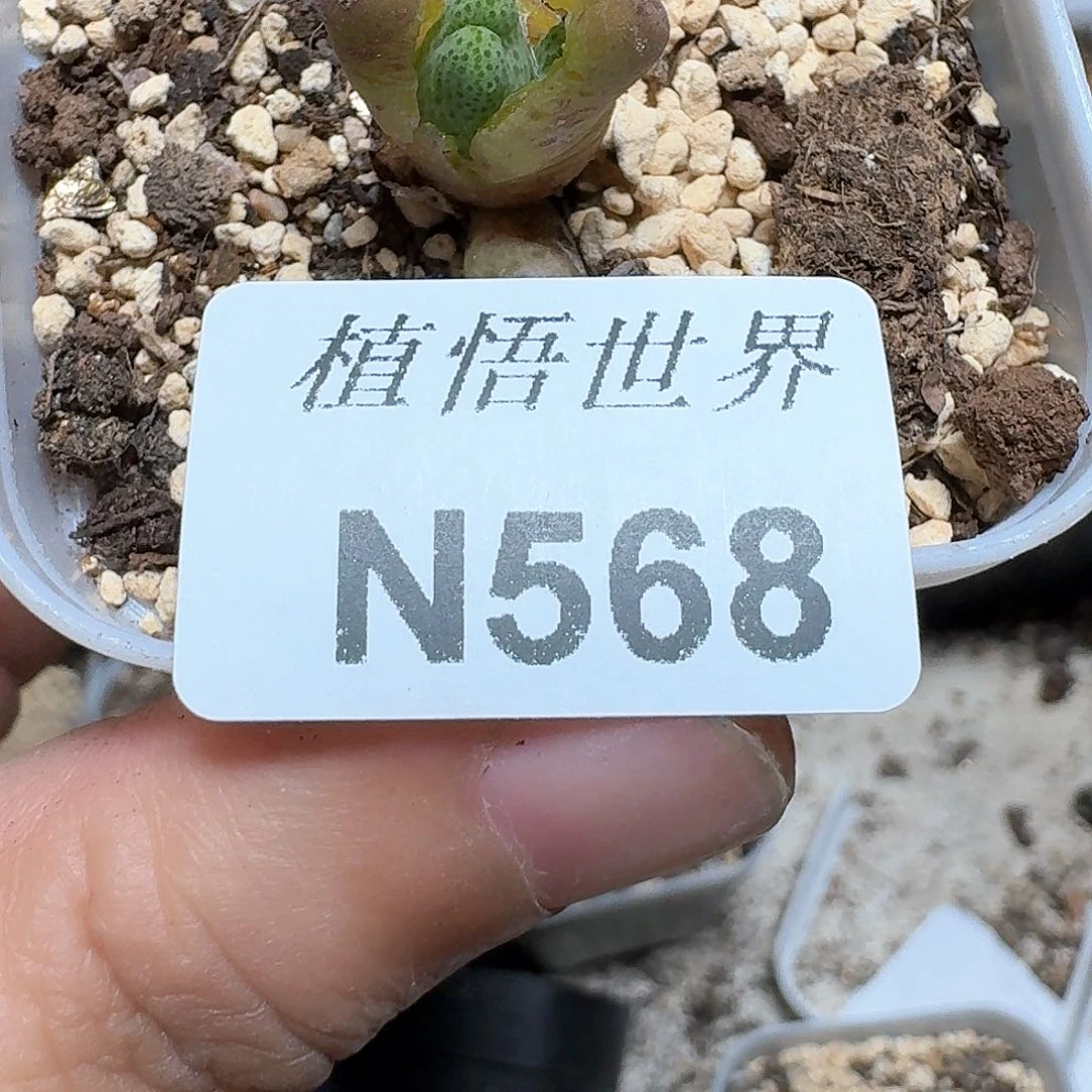 568号的植物哇d f g g h
