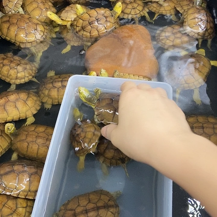 一***划不分公母宠物龟111111111111