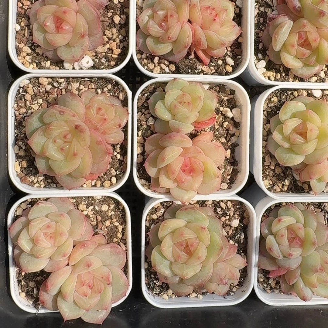 如图白方珍妮麦芽糖70双头随机一颗