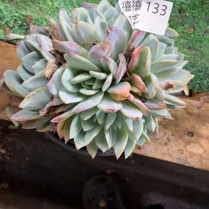 串**猫133凤橙多肉植物