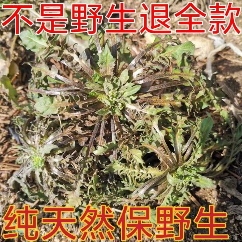 沂蒙山野生荠菜现挖现发山东新鲜蔬菜
