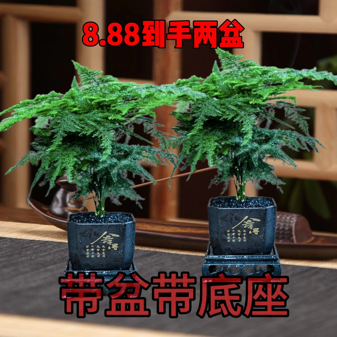 到手两套带盆文竹精致盆栽室内绿化观叶植物办公室桌面小盆景