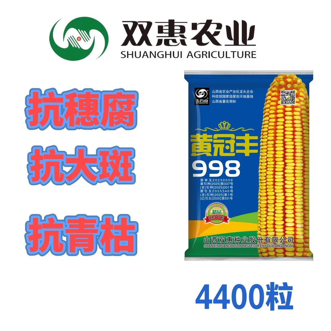大棒高产抗病抗倒抗旱容重高抗青枯抗穗腐大马齿