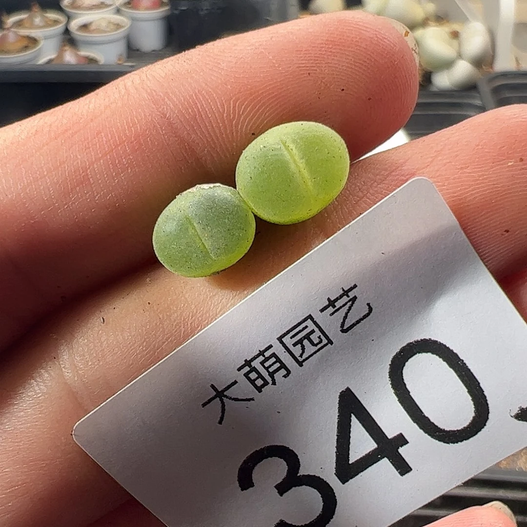 一物一拍MG1797.67莉迪亚薄荷风铃340
